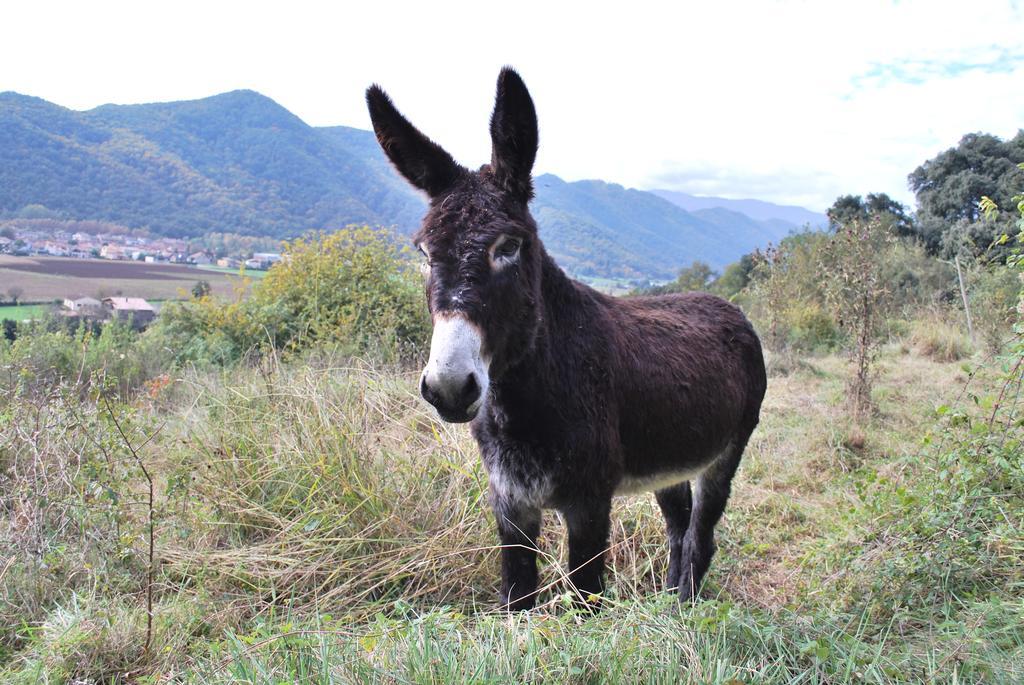 Casa De Colonies La Cadamont Hostel ซานต์โจอัน เลสโฟนต์ส ภายนอก รูปภาพ
